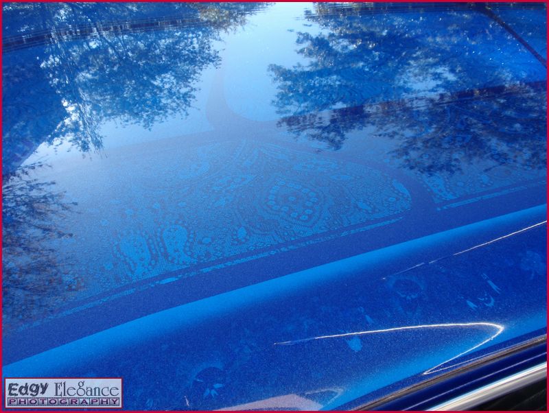 sema-2009-oly-060.jpg