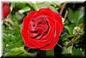 wedding-20080510-kindley-love-1379.jpg