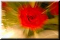 wedding-20080510-kindley-love-1396.jpg
